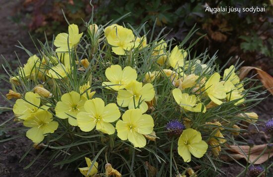 Nakviša (Oenothera macrocarpa ssp. fremontii) 'Shimmer'